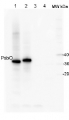 PsbO | 33 kDa of the oxygen evolving complex (OEC) of PSII (anti-peptide)